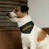 Pet Bandana Collar - Image 8